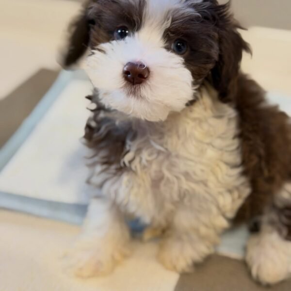 HAVANESE DOG BREEDER