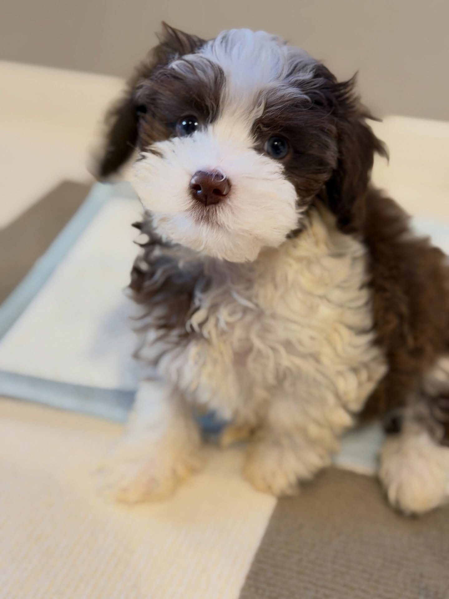 HAVANESE DOG BREEDER HAVANESE DOG BREEDER