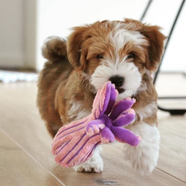 CKC HAVANESE DOG BREEDER