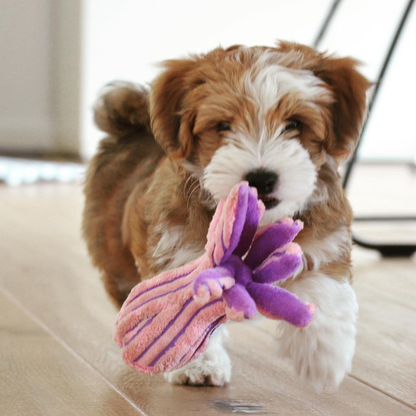 CKC HAVANESE DOG BREEDER CKC HAVANESE DOG BREEDER