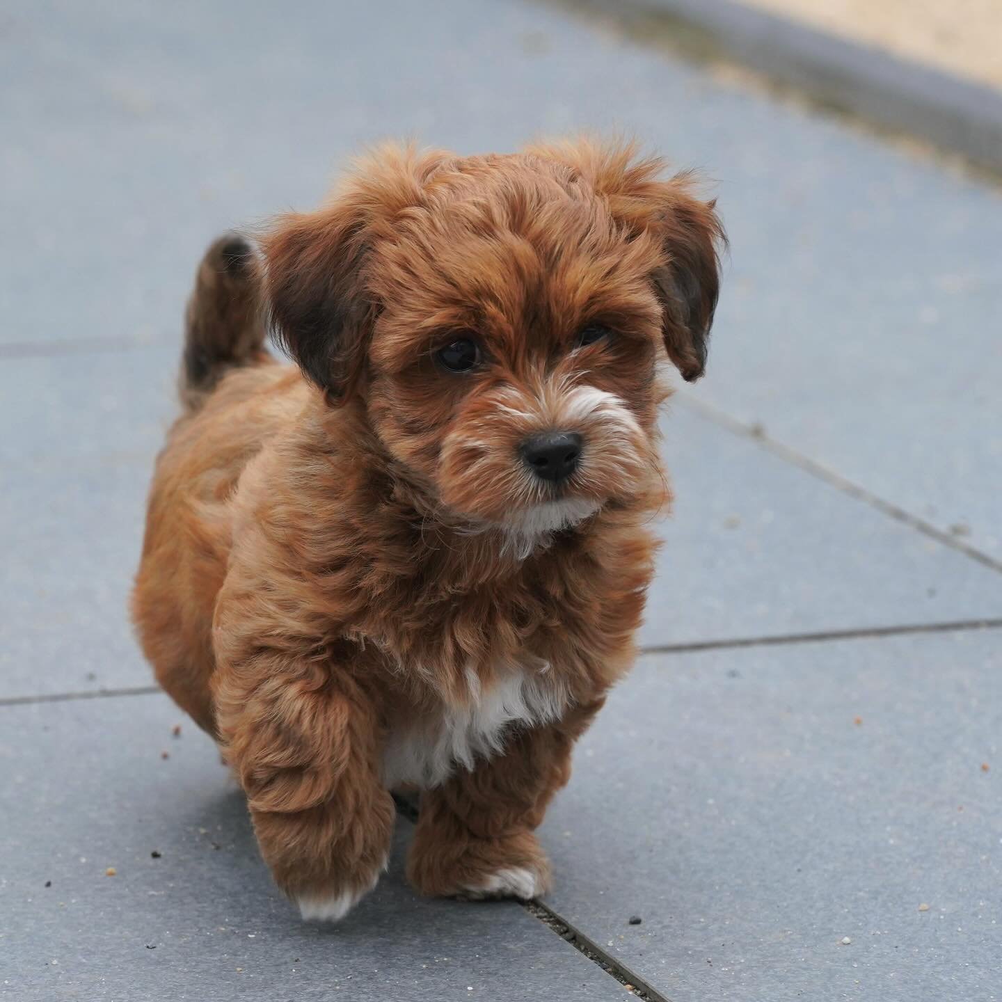 HAVANESE PUPPIES FOR SALE HAVANESE PUPPIES FOR SALE