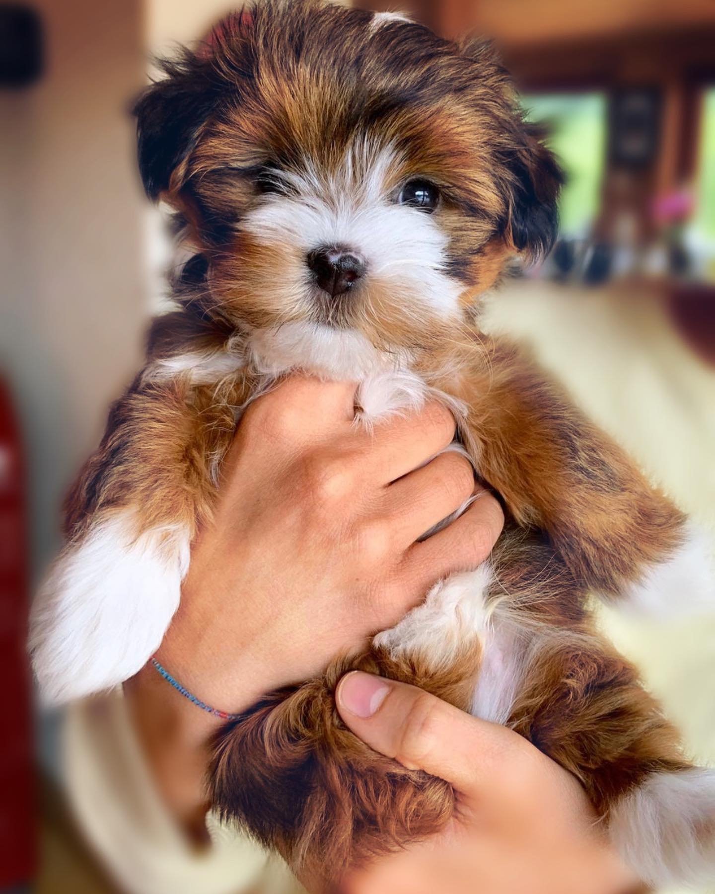 HAVANESE DOG BREEDER NEAR ME HAVANESE DOG BREEDER NEAR ME