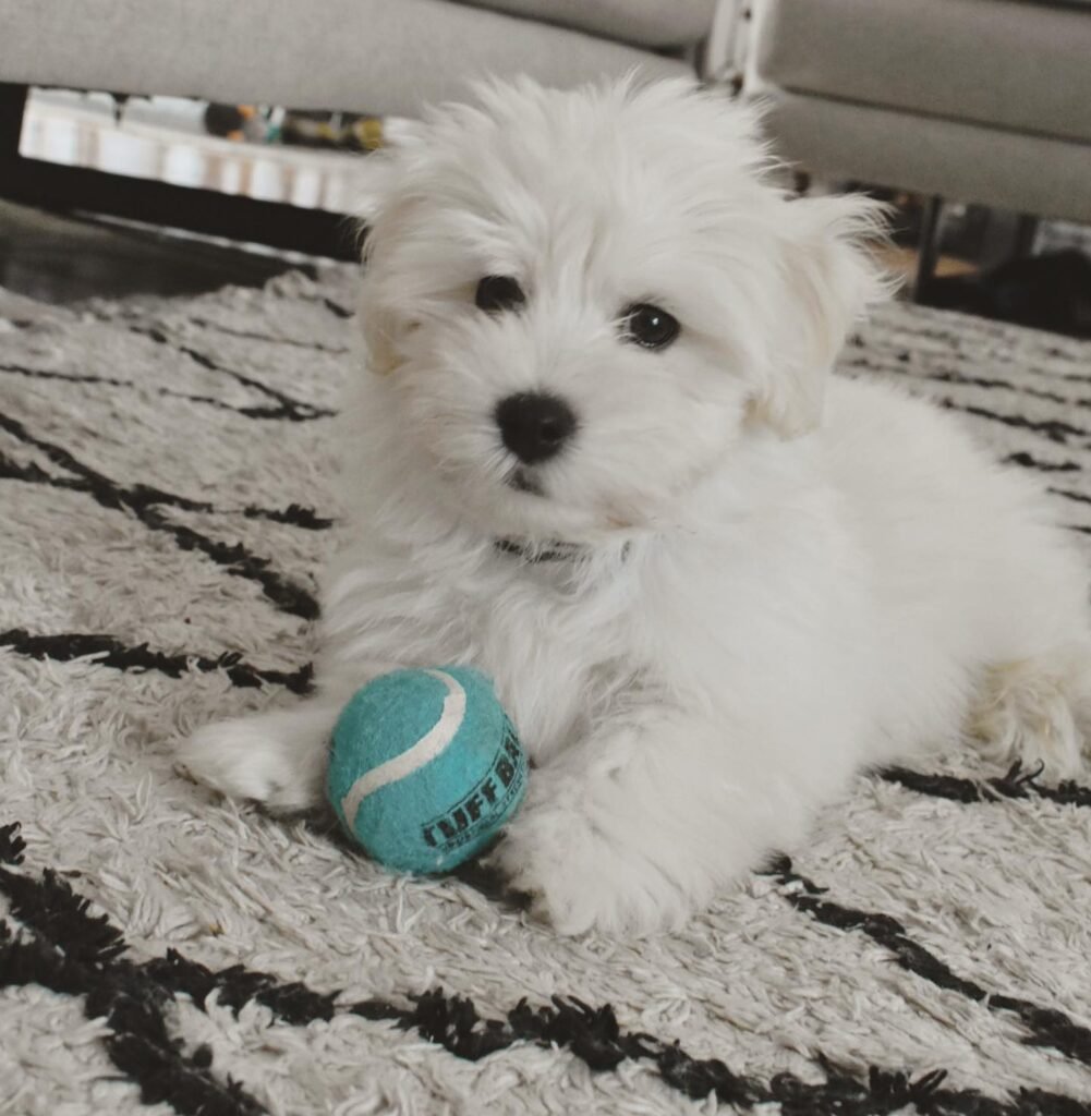 HAVANESE PUPPIES FOR SALE NEAR ME