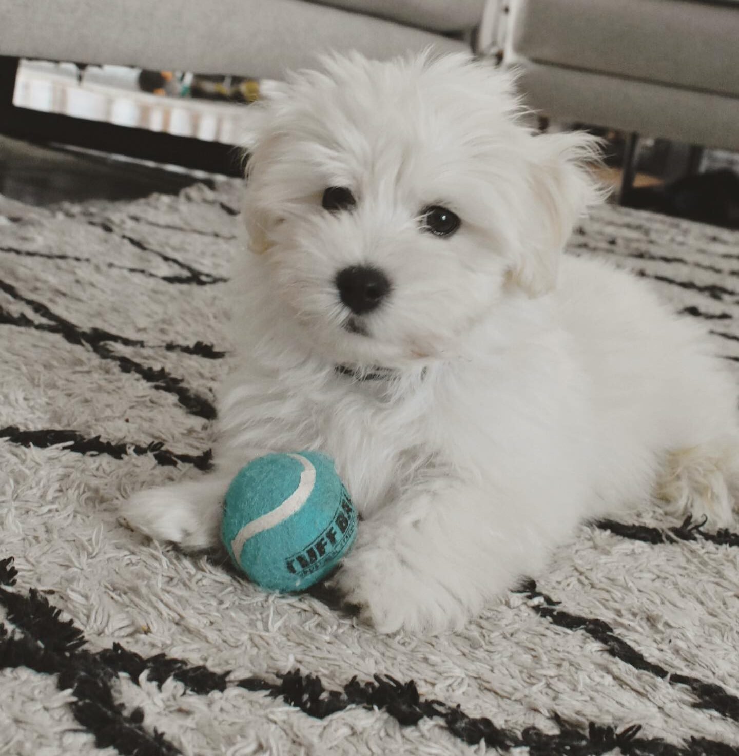 HAVANESE PUPPIES FOR SALE NEAR ME HAVANESE PUPPIES FOR SALE NEAR ME